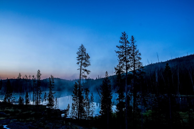 Foto silhouette von bäumen gegen den blauen himmel im wald
