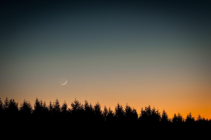 Foto silhouette von bäumen gegen den himmel bei sonnenuntergang