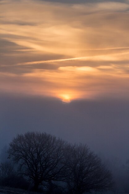 Silhouette von Bäumen gegen den Himmel bei Sonnenuntergang