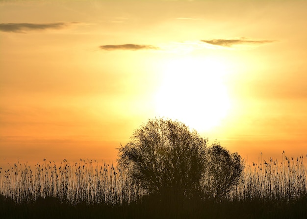 Silhouette von Bäumen gegen den Himmel bei Sonnenuntergang