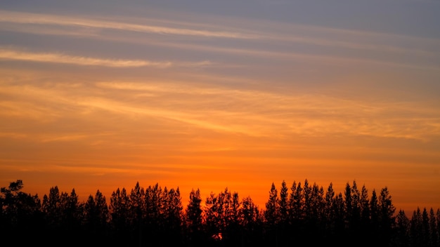 Silhouette von Bäumen gegen den Himmel beim Sonnenuntergang