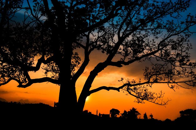 Foto silhouette von bäumen gegen den romantischen himmel bei sonnenuntergang