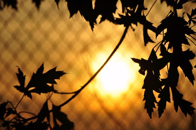 Foto silhouette von bäumen gegen den sonnenuntergang