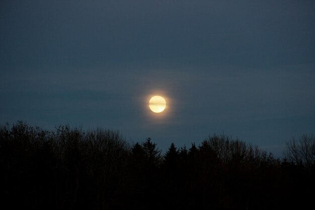 Foto silhouette von bäumen gegen den vollmond am nachthimmel