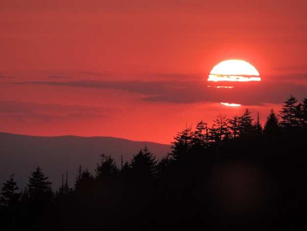 Silhouette von Bäumen vor einem bewölkten Himmel in der Dämmerung