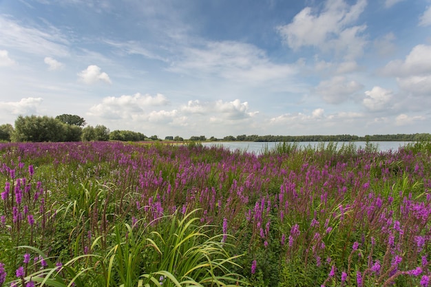 Silhouette von Blumen auf dem Feld