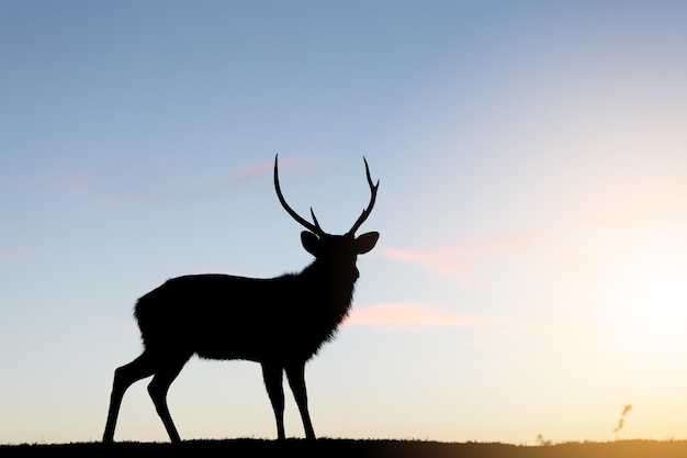 Silhouette von Deer Stag mit Sonnenuntergang