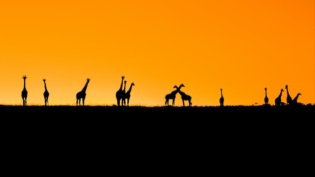 Silhouette von Giraffen gegen den Himmel bei Sonnenuntergang