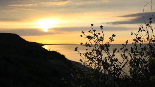 Silhouette von Grasstängeln und Wildblumen lat Barbarea vulgaris R Br gegen einen orangefarbenen Sonnenuntergang