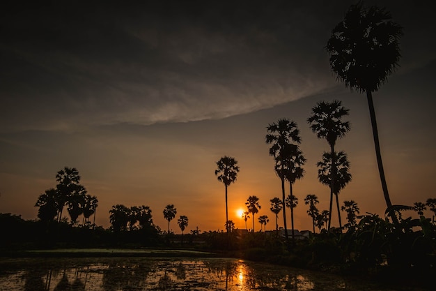 Silhouette von Kokospalmen bei Sonnenuntergang neben dem Meerwasser auf der Insel in Thailand. Natur- und Reisekonzept. Sonne, roter Himmel. Silhouette von Palmyra Palmenfeld