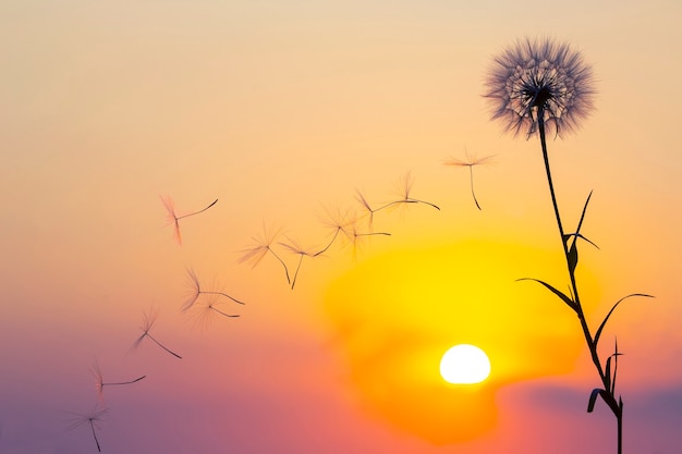 Silhouette von Löwenzahnblumensamen, die vor dem Hintergrund der Abendsonne und des Sonnenuntergangshimmels fliegen. Blumenbotanik der Natur