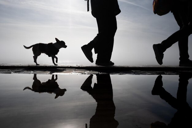 Foto silhouette von menschen mit hund auf dem see gegen den himmel bei sonnenuntergang