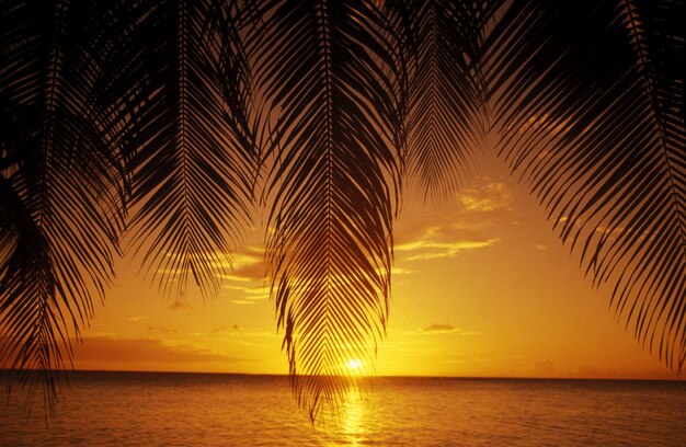 Foto silhouette von palmblättern über dem meer gegen den himmel bei sonnenuntergang