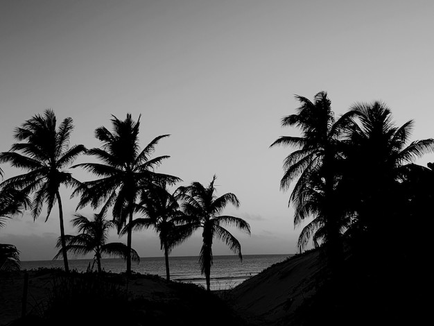 Silhouette von Palmen am Strand vor klarem Himmel