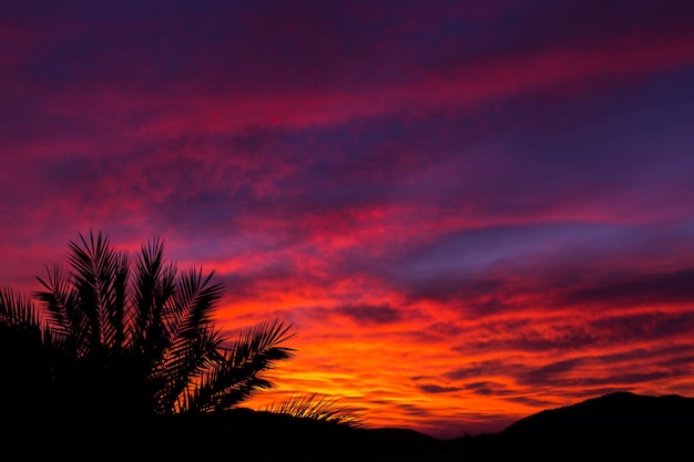 Silhouette von Palmen bei Sonnenuntergang als tropischer Sommerhintergrund Spase kopieren