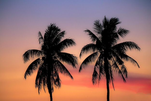Silhouette von Palmen gegen den Himmel