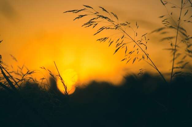 Silhouette von Pflanzen gegen den Himmel bei Sonnenuntergang