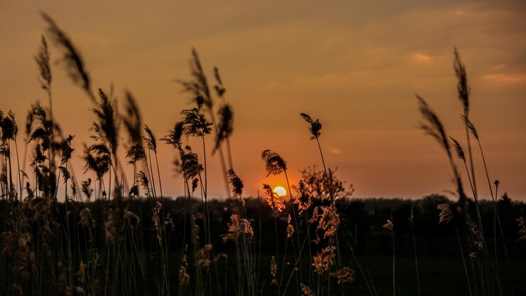 Foto silhouette von pflanzen gegen den himmel bei sonnenuntergang
