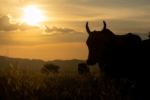 Silhouette von Rindern auf der Hofweide bei Sonnenuntergang