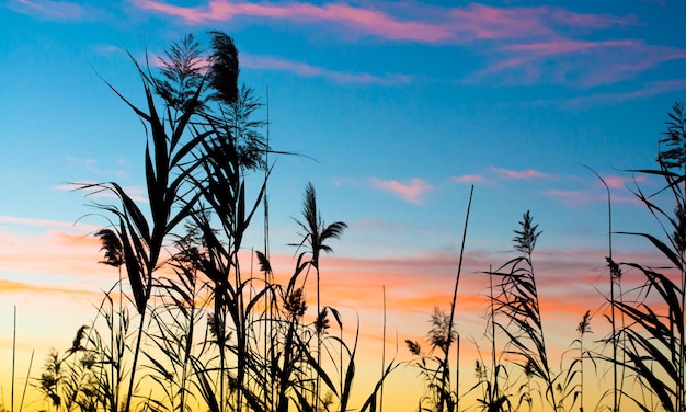 Silhouette von Schilf bei Sonnenuntergang