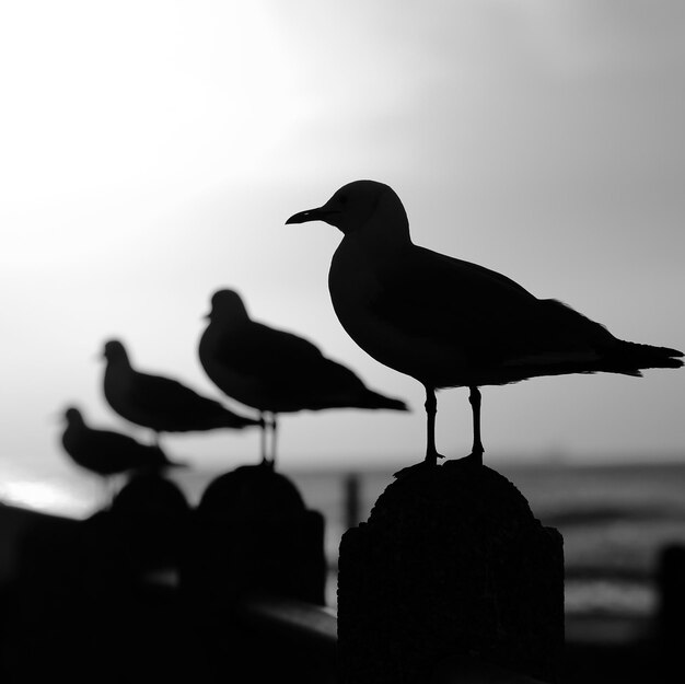 Foto silhouette von vögeln, die auf einem vogel gegen den himmel sitzen