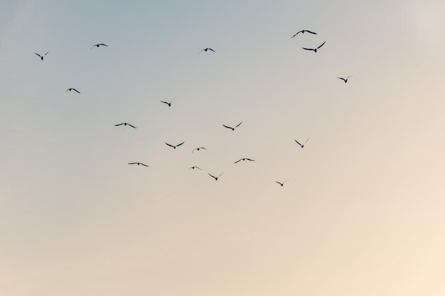 Silhouetten eines Vogelschwarms im Flug vor einem farbenfrohen Himmel