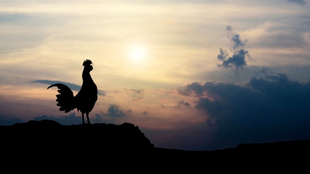 Silhouetten Hahnkrähen am Morgen