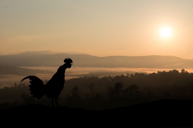 Silhouetten Hahnkrähen am Morgen