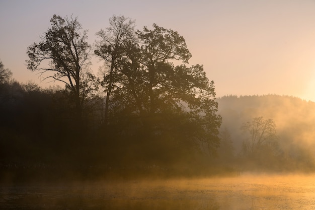 Foto silhouetten von bäumen an einem nebligen nebligen morgen am seeufer in europa. schöne atmosphäre bei herbstlichem sonnenaufgang in freier wildbahn