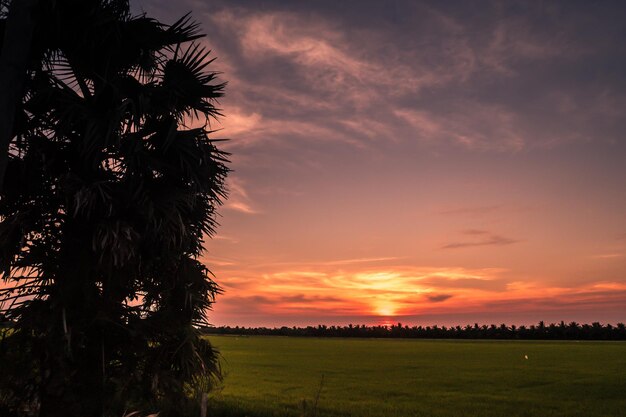 Silhouetten von Bäumen auf dem Feld gegen den Himmel beim Sonnenuntergang