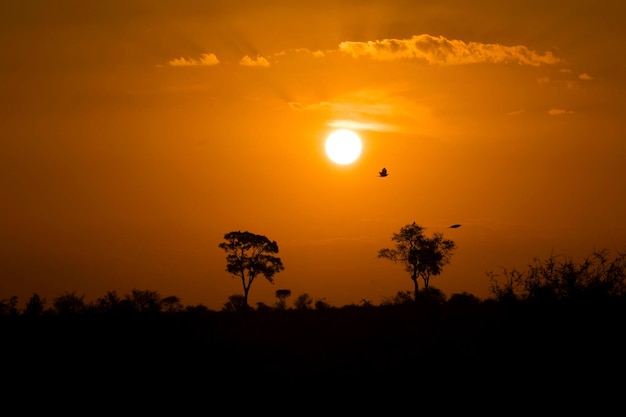 Silhouetten von Bäumen auf dem Feld gegen den orangefarbenen Himmel