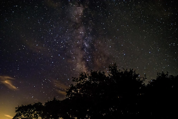 Silhouetten von Bäumen gegen den Sternenhimmel