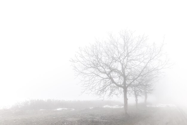 Silhouetten von Bäumen im Nebel