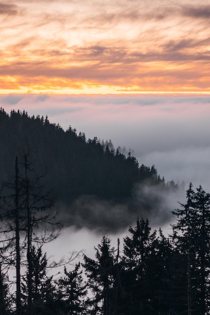 Silhouetten von Bäumen im Wald gegen den Himmel beim Sonnenuntergang