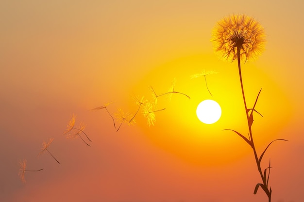 Silhouetten von fliegenden Löwenzahnsamen auf dem Hintergrund des Sonnenunterganghimmels und der Sonne Natur und Botanik der Blumen