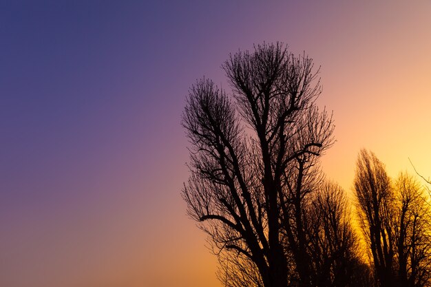 Silhouetten von kahlen Ästen großer Bäume gegen den blauen rosa orangefarbenen und gelben Himmel des frühen Morgens