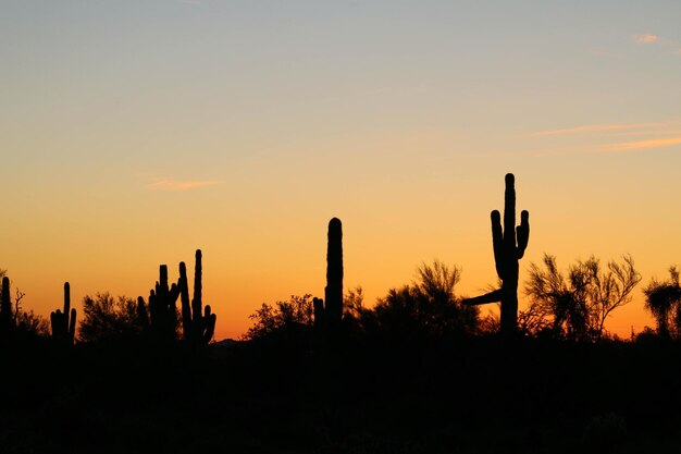 Silhouetten von Kaktuspflanzen auf dem Feld gegen den Himmel während des Sonnenuntergangs