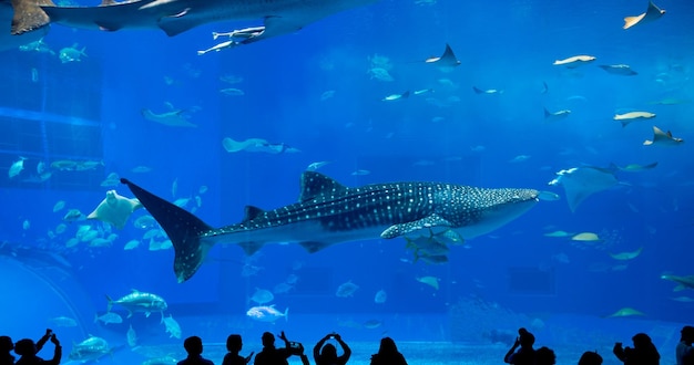 Silhouetten von Menschen und riesigen Walhaien der Fantasie unter Wasser im Ozeanarium
