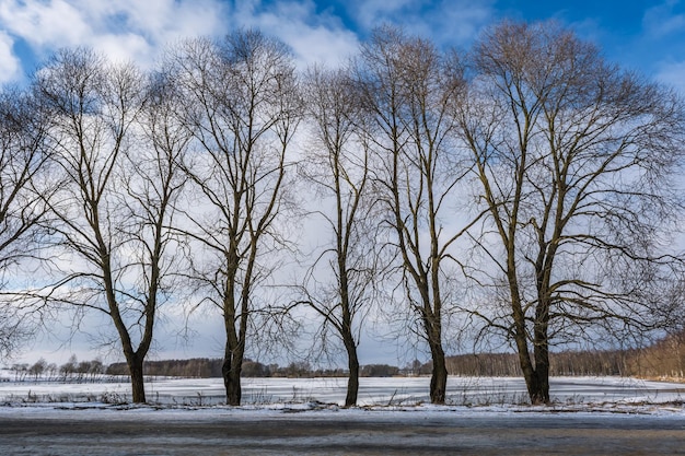 Silhouetten von nackten Bäumen vor dem Hintergrund eines im Winter zugefrorenen Sees und einer verschneiten Landschaft