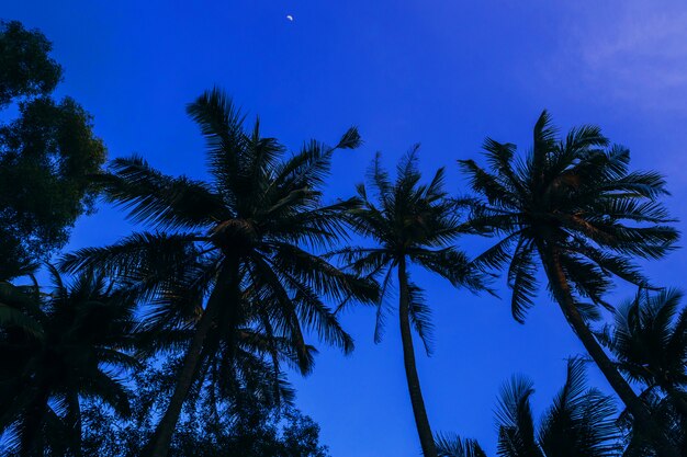 Silhouetten von palmen des blauen abends