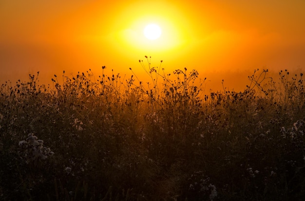 Silhouetten von Pflanzen auf dem Feld gegen den Himmel bei Sonnenuntergang