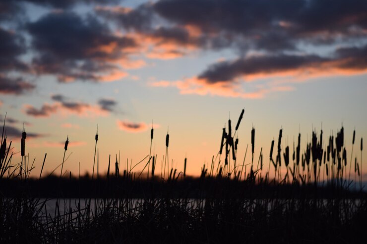 Foto silhouetten von pflanzen gegen den dramatischen himmel beim sonnenuntergang