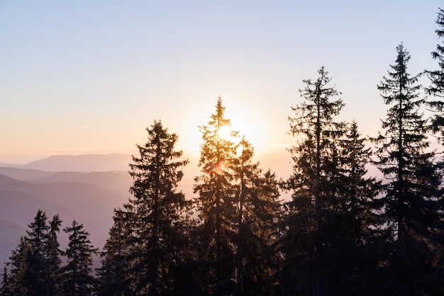 Silhouetten von Tannen im gebirgigen Tal der Rhodopen vor dem Hintergrund eines Sonnenunterganghimmels