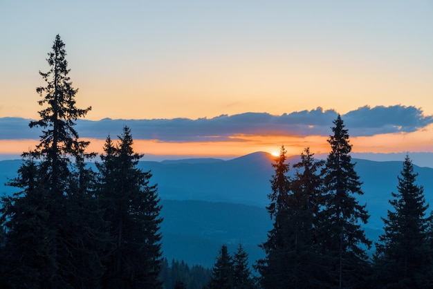 Silhouetten von Tannen im gebirgigen Tal der Rhodopen vor dem Hintergrund eines Sonnenunterganghimmels