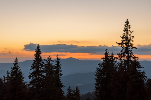 Silhouetten von Tannen im gebirgigen Tal der Rhodopen vor dem Hintergrund eines Sonnenunterganghimmels