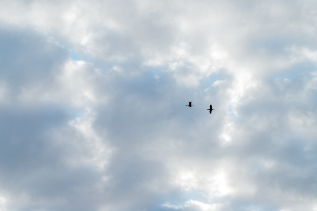 Silhouetten von zwei Vogelkränen mit ausgebreiteten Flügeln auf blauem Himmel mit weißen Wolken