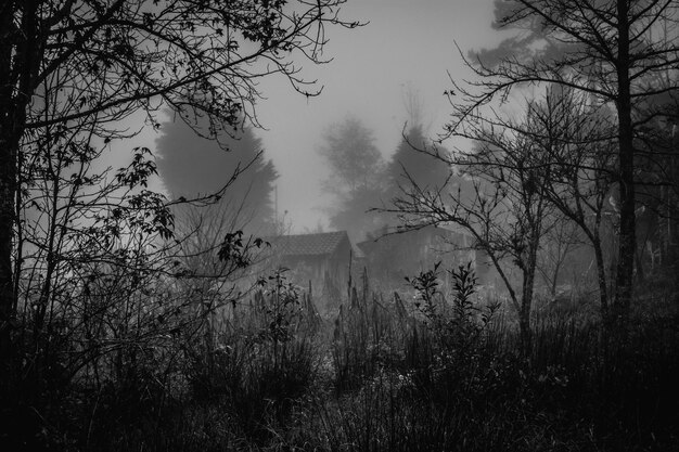 Foto silhouettenbäume auf einem grasigen feld neben häusern bei nebligem wetter