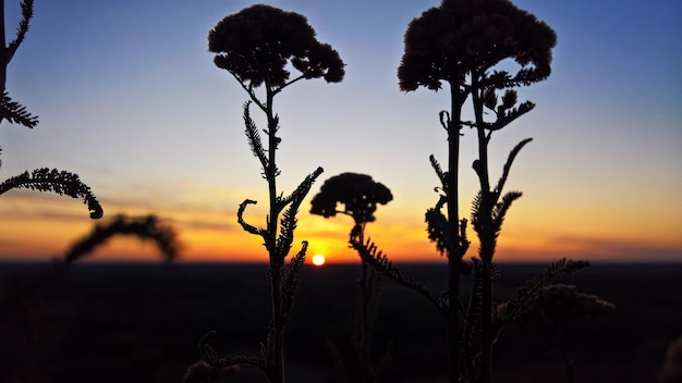 Foto silhouettenpflanzen auf dem feld gegen den himmel beim sonnenuntergang