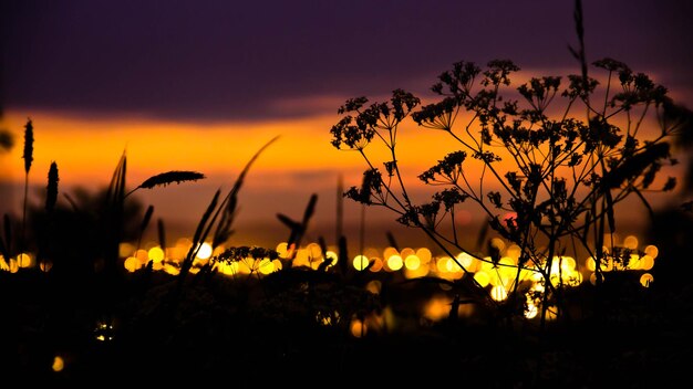 Foto silhouettenpflanzen, die auf dem feld gegen den orangefarbenen himmel wachsen