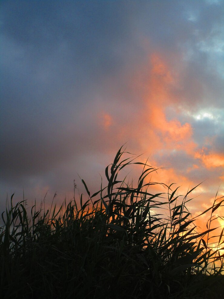 Foto silhouettenpflanzen, die während des sonnenuntergangs auf dem feld gegen den himmel wachsen